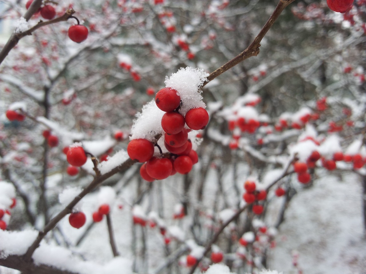 關(guān)于即將到來(lái)的小雪節(jié)氣知識(shí)介紹，氣候特點(diǎn)與生活養(yǎng)生須知