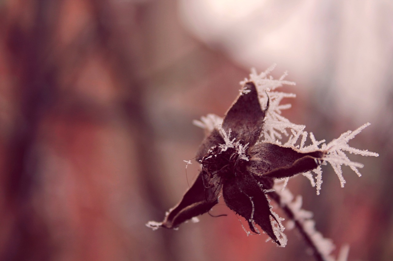 雪冬之美與挑戰(zhàn)，雪天氣下的別樣風景與考驗
